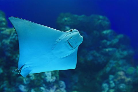 Cairns Aquarium Admission Ticket - Broome Tourism 2