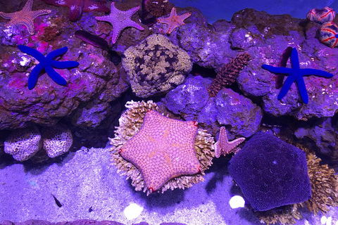 Cairns Aquarium Admission Ticket - Broome Tourism 5