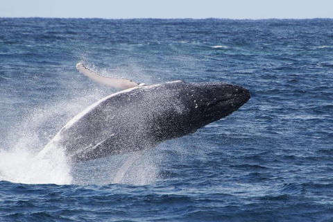 Whale Watching By Sea World Cruises - Broome Tourism 0