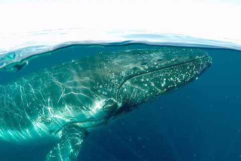 Whale Watching By Sea World Cruises - Broome Tourism 2