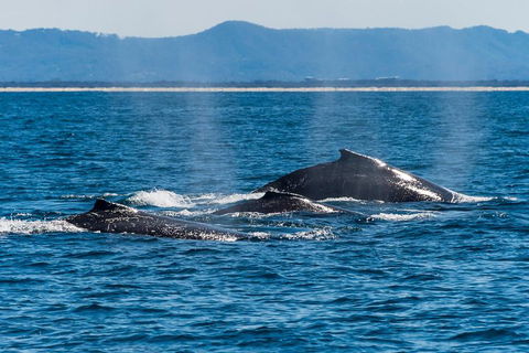 Whale Watching By Sea World Cruises - Broome Tourism 4