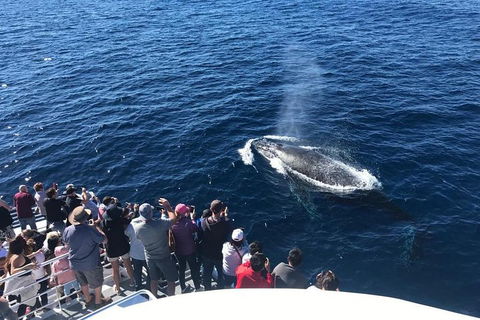 Whale Watching By Sea World Cruises - Broome Tourism 5