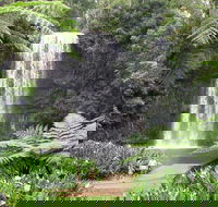 Private Daintree and Cape Tribulation Tour from Port Douglas - Broome Tourism