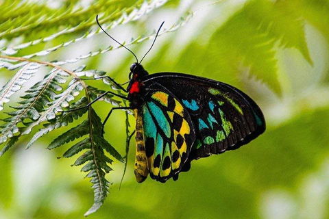 Private Daintree And Cape Tribulation Tour From Port Douglas - Broome Tourism 2