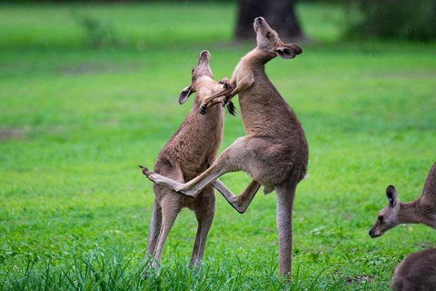 Private Daintree And Cape Tribulation Tour From Port Douglas - Broome Tourism 4