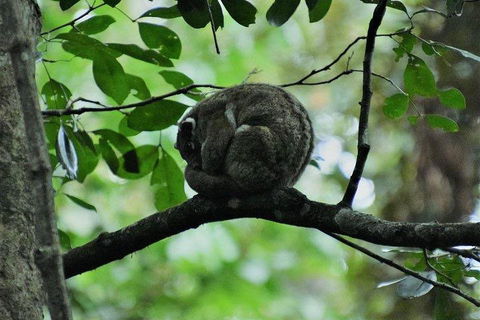 Private Daintree And Cape Tribulation Tour From Port Douglas - Broome Tourism 5