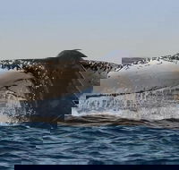 Sydney Whale-Watching Cruise Including Lunch or Breakfast - Broome Tourism