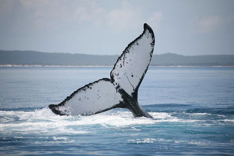 Hervey Bay Whale Watching Cruise - Broome Tourism 0
