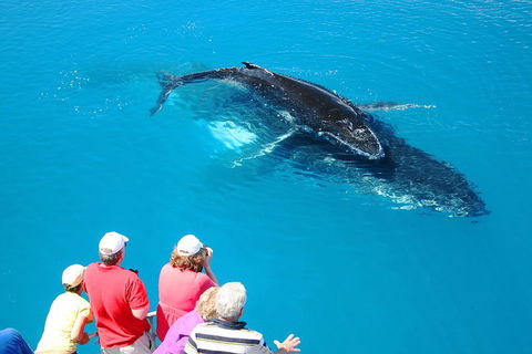 Hervey Bay Whale Watching Cruise - Broome Tourism 2