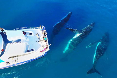 Hervey Bay Whale Watching Cruise - Broome Tourism 3