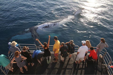 Hervey Bay Whale Watching Cruise - Broome Tourism 4