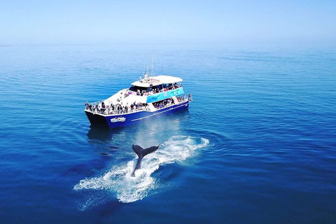 Hervey Bay Whale Watching Cruise - Broome Tourism 5