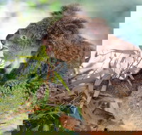 Blue Mountains Private Tour with Kangaroos  Koala Encounter - Broome Tourism