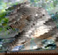 Lone Pine Koala Sanctuary Admission with Brisbane River Cruise - Broome Tourism