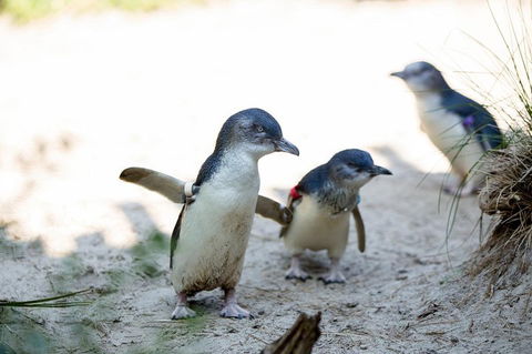 Melbourne Zoo General Entry Ticket - Broome Tourism 5