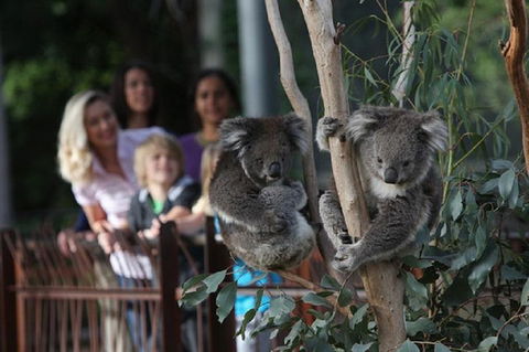 Australian Wildlife Tour At Melbourne Zoo Ticket - Broome Tourism 2