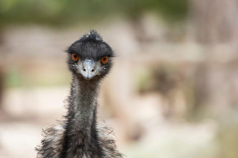 Australian Wildlife Tour At Melbourne Zoo Ticket - Broome Tourism 3