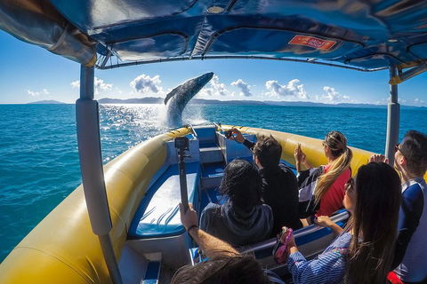 Ocean Rafting Tour To Whitehaven Beach, Hill Inlet Lookout & Top Snorkel Spots - Broome Tourism 4