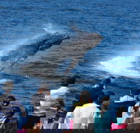 Tangalooma Island Resort Whale Watching Day Cruise - Broome Tourism