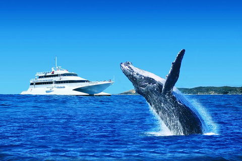 Tangalooma Island Resort Whale Watching Day Cruise With Dolphin Viewing - Broome Tourism 2