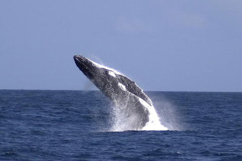 Tangalooma Island Resort Whale Watching Day Cruise With Dolphin Viewing - Broome Tourism 4