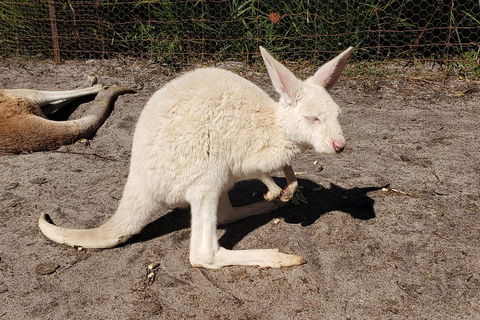 Very Best Of Perth Tour - Wildlife Park & City Highlights Tour - Broome Tourism 3