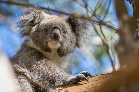 Phillip Island Penguin And Koala Highlights Day-Trip From Melbourne - Broome Tourism 2