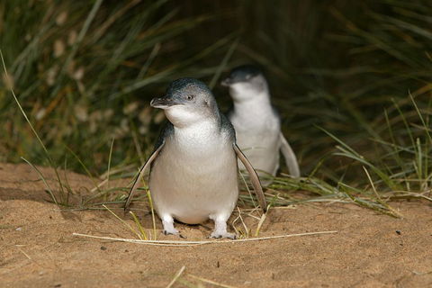 Phillip Island Penguin And Koala Highlights Day-Trip From Melbourne - Broome Tourism 3