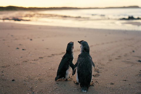 Phillip Island Penguin And Koala Highlights Day-Trip From Melbourne - Broome Tourism 4