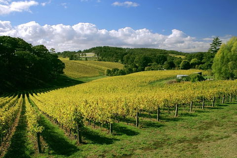 McLaren Vale And Glenelg Wine Tasting And Sightseeing (Half-day Afternoon) - Broome Tourism 4