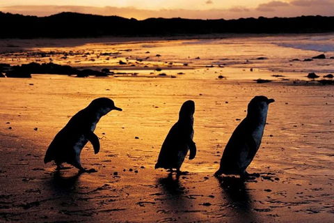 Phillip Island Penguin Parade, Brighton Bathing Boxes And Wildlife Park Tour - Broome Tourism 1