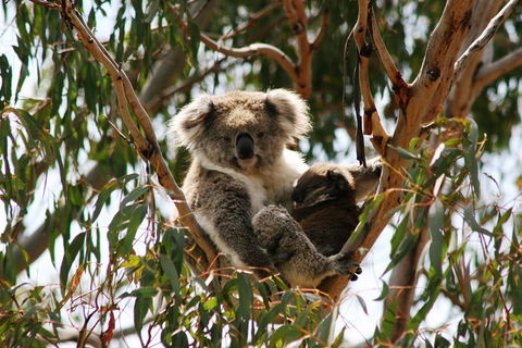Phillip Island Penguin Parade, Brighton Bathing Boxes And Wildlife Park Tour - Broome Tourism 4