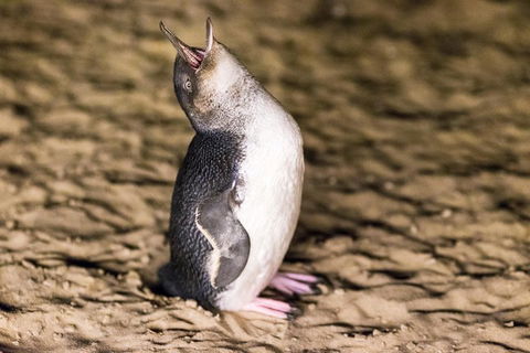 Phillip Island Penguin Parade, Brighton Bathing Boxes And Wildlife Park Tour - Broome Tourism 5
