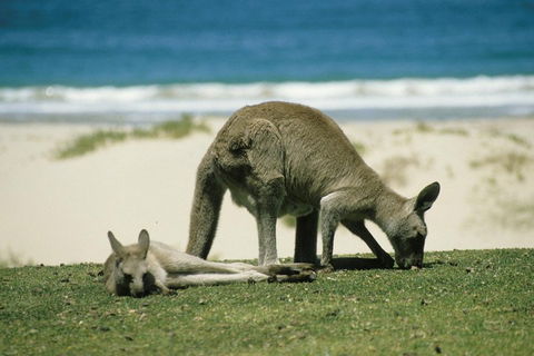 Private Great Ocean Road Full Day Tour - 1 Day Tour - Broome Tourism 3