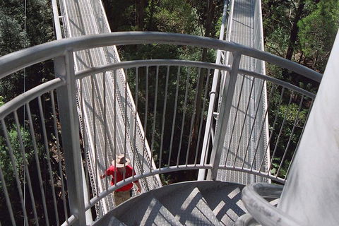 12 Apostles And Otway Fly Zipline Day Trip From Melbourne - Broome Tourism 2
