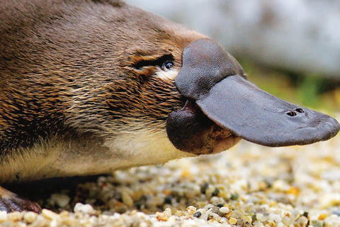2 Day Great Ocean Road Tour And Platypus Paddle - Broome Tourism 3
