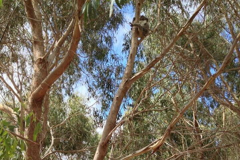 Kangaroo Island 4WD Tour - Best Of KI In 2 Days - Broome Tourism 0