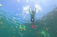 Manly Snorkel Trip and Nature Walk with Local Guide, Sydney