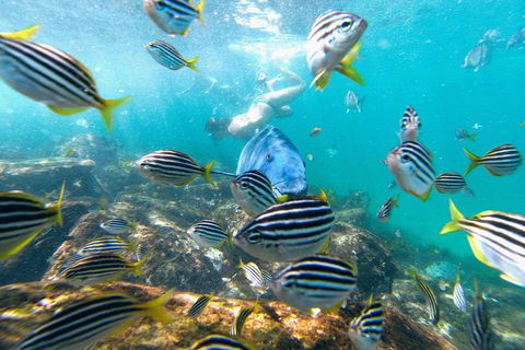 Manly Snorkel Trip And Nature Walk With Local Guide - Broome Tourism 2