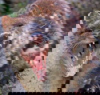 After Dark Tasmanian Devil Feeding Tour at Cradle Mountain - Broome Tourism
