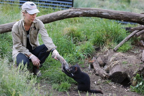 After Dark Tasmanian Devil Feeding Tour At Cradle Mountain - Broome Tourism 1