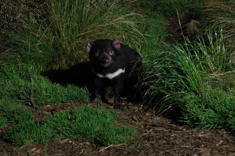 After Dark Tasmanian Devil Feeding Tour At Cradle Mountain - Broome Tourism 4