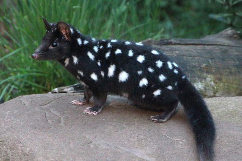 After Dark Tasmanian Devil Feeding Tour At Cradle Mountain - Broome Tourism 5