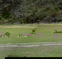 Yanchep  Lancelin - Wildlife Cave And Sands - Broome Tourism