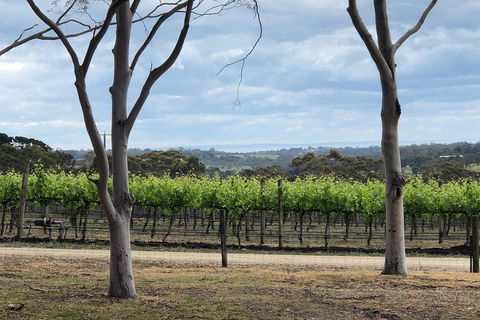 Yarra Valley Wine Tour Inc Lunch With A Glass Of Wine, Tastings And Chocolate - Broome Tourism 3