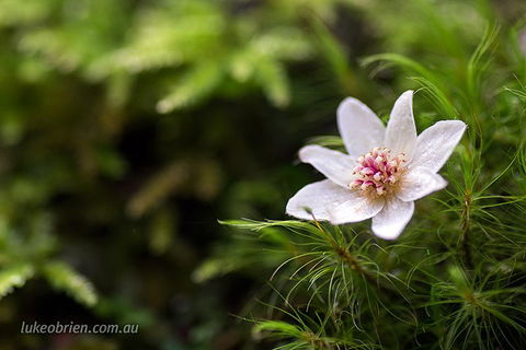 Mt Field And Styx Valley Photography Tour - Broome Tourism 5