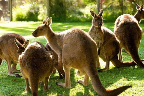 Melbourne City Card (3 Days): Visit Unlimited Attractions! - Broome Tourism 4