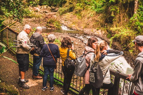 Full-day Springbrook National Park Tour From The Gold Coast - Broome Tourism 0