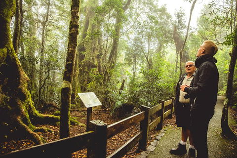 Full-day Springbrook National Park Tour From The Gold Coast - Broome Tourism 1