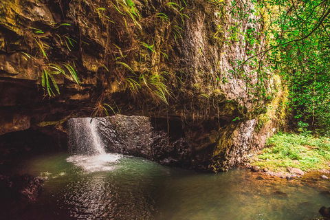 Full-day Springbrook National Park Tour From The Gold Coast - Broome Tourism 4